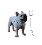 ふれんちぶるどっぐのとにー（個別スタンプ：3）