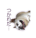 ふれんちぶるどっぐのとにー（個別スタンプ：4）