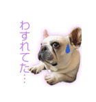 ふれんちぶるどっぐのとにー（個別スタンプ：5）
