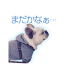 ふれんちぶるどっぐのとにー（個別スタンプ：6）