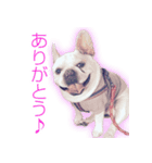 ふれんちぶるどっぐのとにー（個別スタンプ：7）