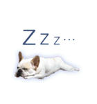 ふれんちぶるどっぐのとにー（個別スタンプ：8）