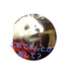 ラッピー＆ケン（個別スタンプ：8）
