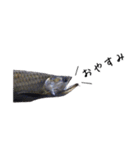 みんなの古代魚、熱帯魚（個別スタンプ：2）