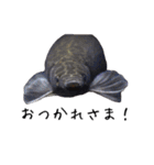 みんなの古代魚、熱帯魚（個別スタンプ：3）