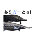 みんなの古代魚、熱帯魚（個別スタンプ：5）
