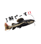 みんなの古代魚、熱帯魚（個別スタンプ：6）