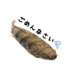 みんなの古代魚、熱帯魚（個別スタンプ：7）