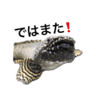 みんなの古代魚、熱帯魚（個別スタンプ：8）