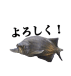 みんなの古代魚、熱帯魚（個別スタンプ：10）
