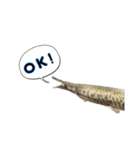 みんなの古代魚、熱帯魚（個別スタンプ：11）