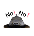 みんなの古代魚、熱帯魚（個別スタンプ：13）