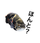 みんなの古代魚、熱帯魚（個別スタンプ：14）