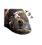 みんなの古代魚、熱帯魚（個別スタンプ：16）