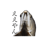 みんなの古代魚、熱帯魚（個別スタンプ：17）