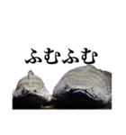 みんなの古代魚、熱帯魚（個別スタンプ：18）