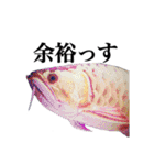 みんなの古代魚、熱帯魚（個別スタンプ：19）