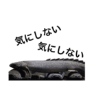 みんなの古代魚、熱帯魚（個別スタンプ：20）
