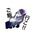みんなの古代魚、熱帯魚（個別スタンプ：21）