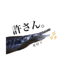 みんなの古代魚、熱帯魚（個別スタンプ：23）