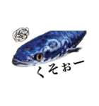 みんなの古代魚、熱帯魚（個別スタンプ：25）
