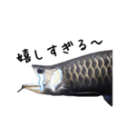 みんなの古代魚、熱帯魚（個別スタンプ：26）