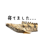 みんなの古代魚、熱帯魚（個別スタンプ：27）