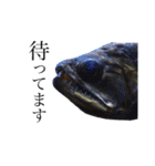 みんなの古代魚、熱帯魚（個別スタンプ：28）