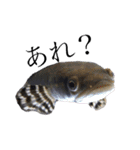 みんなの古代魚、熱帯魚（個別スタンプ：29）