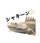 みんなの古代魚、熱帯魚（個別スタンプ：30）