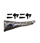 みんなの古代魚、熱帯魚（個別スタンプ：31）