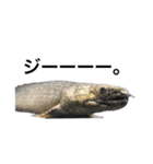 みんなの古代魚、熱帯魚（個別スタンプ：32）