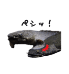 みんなの古代魚、熱帯魚（個別スタンプ：36）