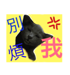 obediently is blue cat（個別スタンプ：2）