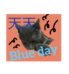 obediently is blue cat（個別スタンプ：3）