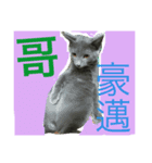 obediently is blue cat（個別スタンプ：4）