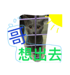 obediently is blue cat（個別スタンプ：6）