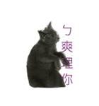 obediently is blue cat（個別スタンプ：7）