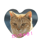 カレンと猫たち（個別スタンプ：1）