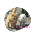 カレンと猫たち（個別スタンプ：7）