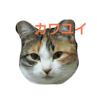 カレンと猫たち（個別スタンプ：8）