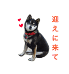 黒柴犬の日常スタンプ（写真）（個別スタンプ：10）