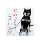 黒柴犬の日常スタンプ（写真）（個別スタンプ：20）