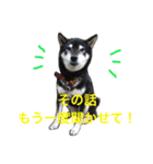 黒柴犬の日常スタンプ（写真）（個別スタンプ：21）