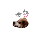 SAKURASUTANP.（個別スタンプ：1）