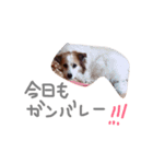 SAKURASUTANP.（個別スタンプ：19）
