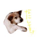 SAKURASUTANP.（個別スタンプ：21）