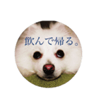 ポメラニアン るぅ（個別スタンプ：3）