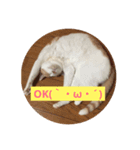 meew（個別スタンプ：1）