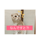 meew（個別スタンプ：2）